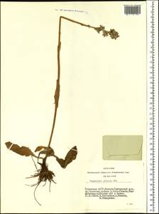 Ligularia altaica DC., Siberia, Altai & Sayany Mountains (S2) (Russia)