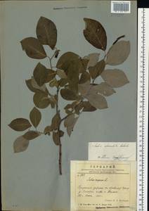 Salix caprea L., Siberia, Russian Far East (S6) (Russia)