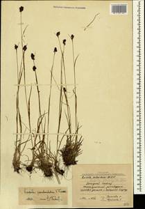 Luzula stenophylla Steud., Caucasus, Stavropol Krai, Karachay-Cherkessia & Kabardino-Balkaria (K1b) (Russia)