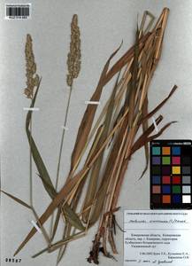 Phalaris arundinacea L., Siberia, Altai & Sayany Mountains (S2) (Russia)