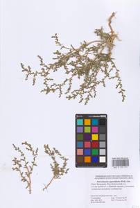 Petrosimonia oppositifolia (Pall.) Litv., Eastern Europe, Lower Volga region (E9) (Russia)