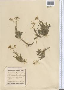 Haplophyllum versicolor Fisch. & C. A. Mey., Middle Asia, Syr-Darian deserts & Kyzylkum (M7) (Uzbekistan)