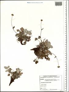 Potentilla ×prostrata Rottb., Siberia, Central Siberia (S3) (Russia)