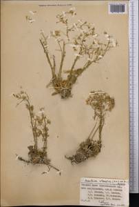 Rosularia alpestris (Kar. & Kir.) Boriss., Middle Asia, Pamir & Pamiro-Alai (M2) (Tajikistan)