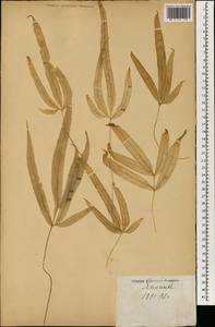 Pteris cretica L., South Asia, South Asia (Asia outside ex-Soviet states and Mongolia) (ASIA) (Japan)