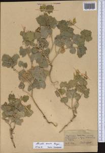 Atriplex moneta Bunge ex Boiss., Middle Asia, Kopet Dag, Badkhyz, Small & Great Balkhan (M1) (Turkmenistan)