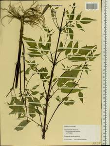 Bidens frondosa L., Eastern Europe, Western region (E3) (Russia)