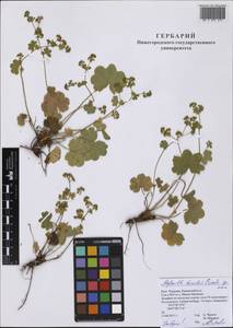 Alchemilla tzvelevii Czkalov, Eastern Europe, Middle Volga region (E8) (Russia)