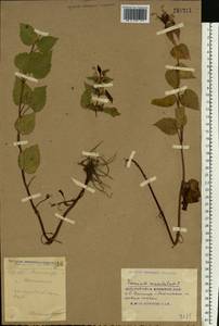 Lamium maculatum (L.) L., Eastern Europe, South Ukrainian region (E12) (Ukraine)