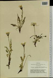 Crepis chrysantha subsp. chrysantha, Siberia, Altai & Sayany Mountains (S2) (Russia)