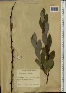 Salix myrsinifolia × dasyclados, Eastern Europe, Central region (E4) (Russia)