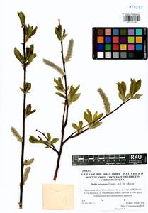 Salix udensis Trautv. & C. A. Mey., Siberia, Baikal & Transbaikal region (S4) (Russia)