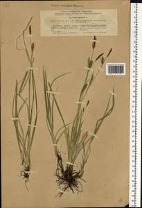 Carex panicea L., Eastern Europe, North Ukrainian region (E11) (Ukraine)