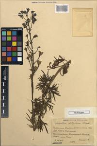 Aconitum soongoricum Stapf, Middle Asia, Dzungarian Alatau & Tarbagatai (M5) (Kazakhstan)