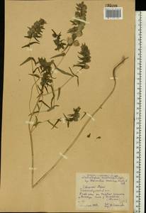 Rhinanthus serotinus var. vernalis (N.W.Zinger) Janch., Eastern Europe, Northern region (E1) (Russia)