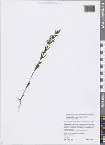Gentianella amarella subsp. acuta (Michx.) J. M. Gillett, Siberia, Baikal & Transbaikal region (S4) (Russia)