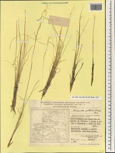 Ptilagrostis pelliotii (Danguy) Grubov, South Asia, South Asia (Asia outside ex-Soviet states and Mongolia) (ASIA) (China)