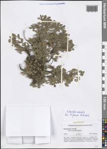 Potentilla acaulis L., Siberia, Altai & Sayany Mountains (S2) (Russia)