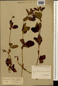 Potentilla elatior Willd. ex D. F. K. Schltdl., Caucasus, Abkhazia (K4a) (Abkhazia)
