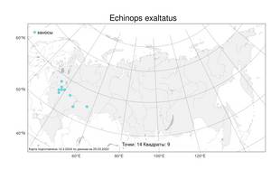 Echinops exaltatus Schrad., Atlas of the Russian Flora (FLORUS) (Russia)