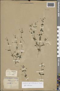 Lindernia procumbens (Krock.) Borbás, Caucasus, Krasnodar Krai & Adygea (K1a) (Russia)
