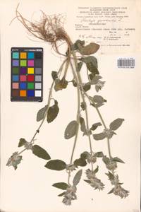 MHA 0 154 853, Stachys germanica L., Eastern Europe, West Ukrainian region (E13) (Ukraine)