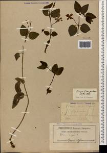 Vinca major subsp. hirsuta (Boiss.) Stearn, Caucasus, Abkhazia (K4a) (Abkhazia)