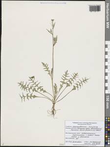 Capsella bursa-pastoris (L.) Medik., Eastern Europe, Central forest-and-steppe region (E6) (Russia)