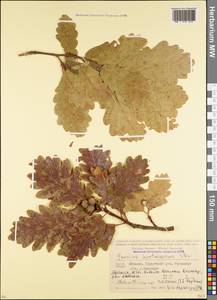 Quercus hartwissiana Steven, Caucasus, Abkhazia (K4a) (Abkhazia)