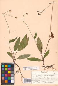 Hieracium lachenalii subsp. deductum (Sudre) Greuter, Eastern Europe, Moscow region (E4a) (Russia)