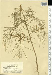 Sisymbrium altissimum L., Eastern Europe, Central region (E4) (Russia)