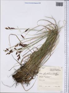 Carex petricosa Dewey, America (AMER) (Canada)