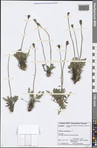 Oreomecon nudicaulis subsp. nudicaulis, Siberia, Central Siberia (S3) (Russia)