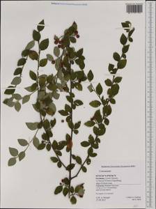 Cotoneaster, Western Europe (EUR) (Germany)