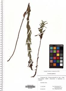 Veronica spuria L., Eastern Europe, Middle Volga region (E8) (Russia)