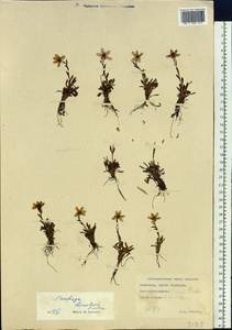 Saxifraga hirculus L., Siberia, Chukotka & Kamchatka (S7) (Russia)