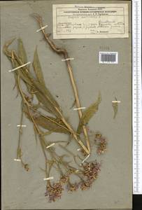 Hesperis sibirica L., Middle Asia, Caspian Ustyurt & Northern Aralia (M8) (Kazakhstan)