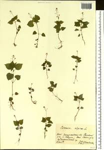 Circaea alpina L., Eastern Europe, West Ukrainian region (E13) (Ukraine)