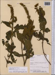Buddleja stachyoides Cham. & Schltdl., America (AMER) (Paraguay)