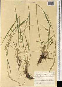 Elymus repens (L.) Gould, Mongolia (MONG) (Mongolia)