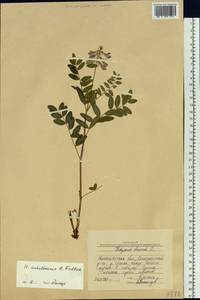 Hedysarum sachalinense B.Fedtsch., Siberia, Chukotka & Kamchatka (S7) (Russia)