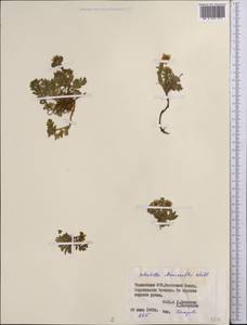 Sibbaldianthe bifurca subsp. bifurca, Middle Asia, Pamir & Pamiro-Alai (M2) (Tajikistan)