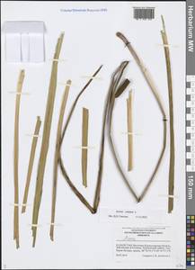 Acorus calamus L., Middle Asia, Muyunkumy, Balkhash & Betpak-Dala (M9) (Kazakhstan)