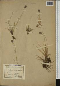Sesleria phleoides Steven ex Roem. & Schult., Western Europe (EUR) (Bulgaria)