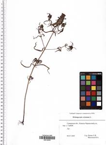 Melampyrum cristatum L., Eastern Europe, Middle Volga region (E8) (Russia)