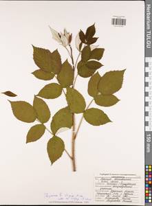 Rubus idaeus subsp. strigosus (Michx.) Focke, Eastern Europe, Central region (E4) (Russia)