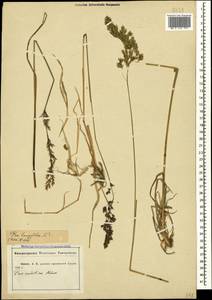 Poa longifolia Trin., Caucasus, Abkhazia (K4a) (Abkhazia)