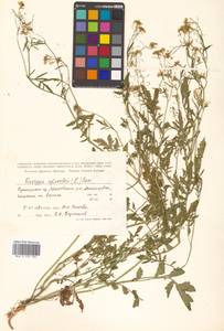 Rorippa sylvestris (L.) Besser, Siberia, Russian Far East (S6) (Russia)