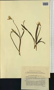 Galanthus nivalis L., Eastern Europe, West Ukrainian region (E13) (Ukraine)