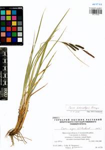 Carex heterolepis Bunge, Siberia, Baikal & Transbaikal region (S4) (Russia)